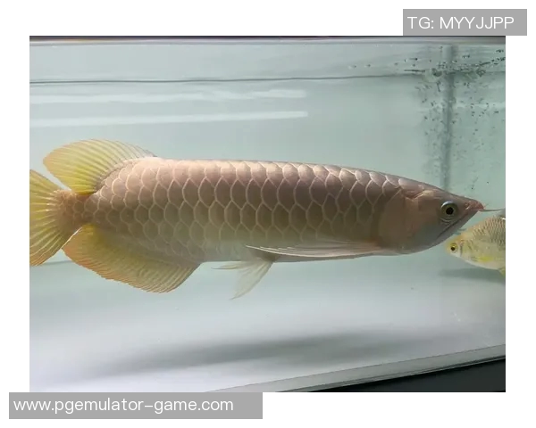 pg电子鱼鱼鱼鱼-垂钓的魅力，电子世界的虚拟海洋生物世界 PG电子鱼系列揭秘之旅-pg电子鱼鱼鱼鱼